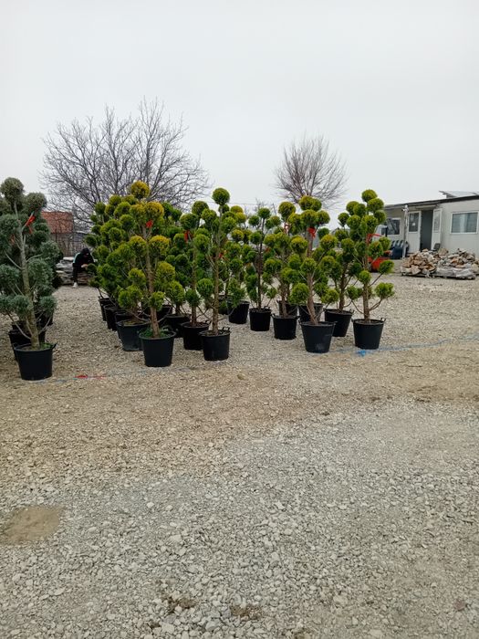 Photinia Red Robin tuia