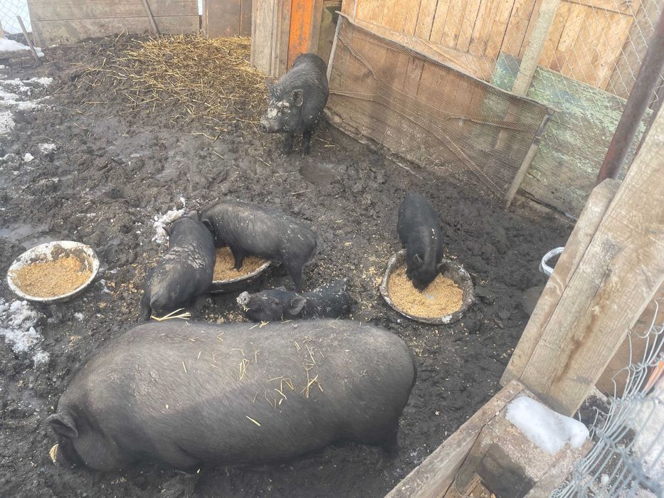 Виетнамсни прасета