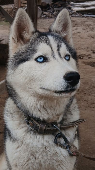 Щенок Хаски чистокровный