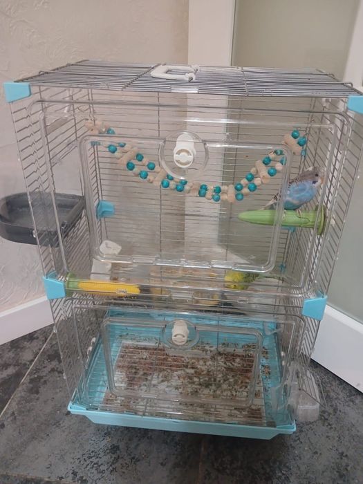 Продам попугаев в паре с клеткой