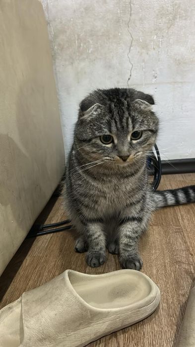 Шотландский Вислоухои кошка