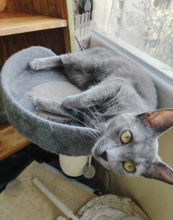 Сиво коте търси дом