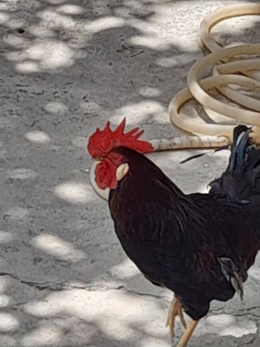 Продаётся петух с  большим гребнем!