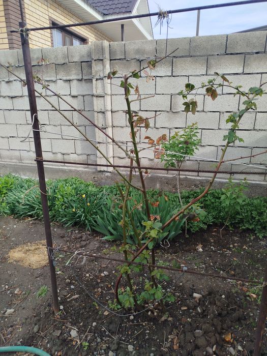 Ежемалина куст..