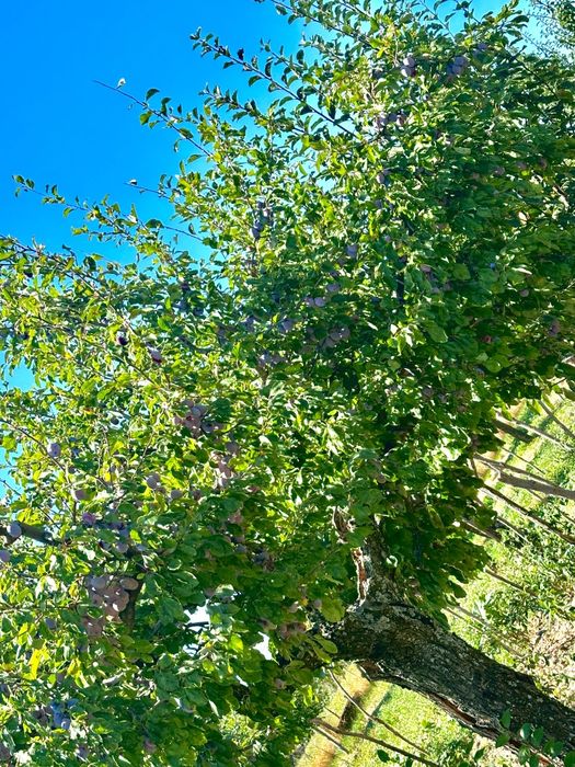 Prune pentru  țuică agen și dublu agen calitate  foarte bună