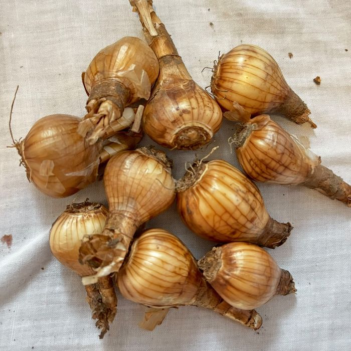 Bulbi de narcise de gradina