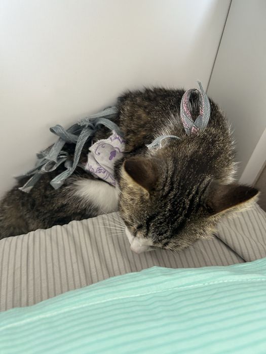 Кошка ищет домик
