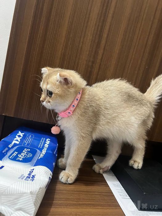 срочно продаю скотиш фолд девочка