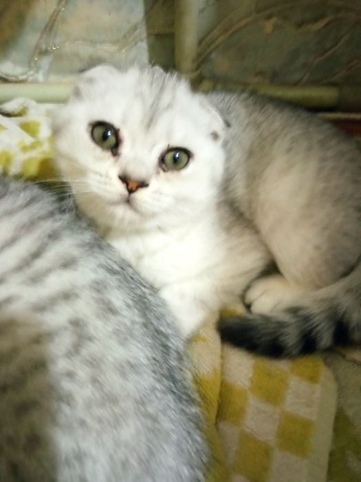 Котенок серебро  британка страйт