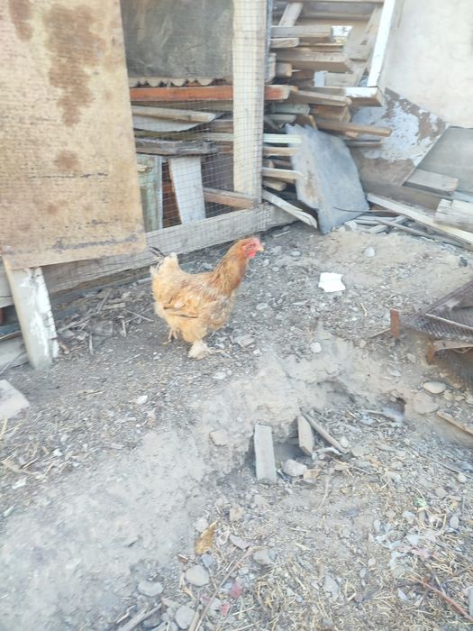 Тауық Қораз сатылады