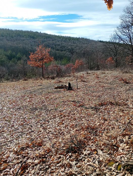 Имот в с.Дреново