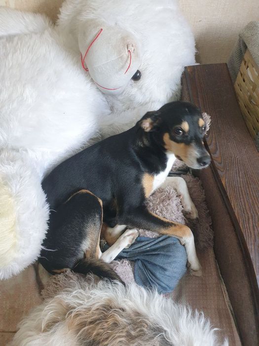 БЕСПЛАТНО , в добрые , хорошие руки