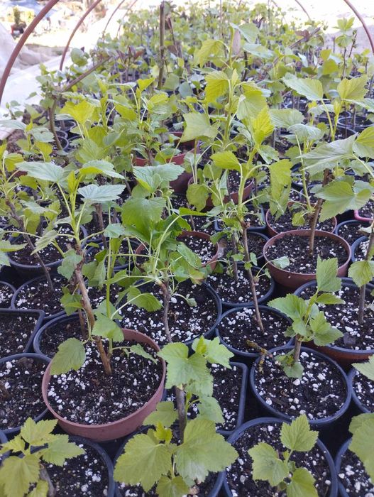 Фиданки медоносна липа и акация с наситен аромат