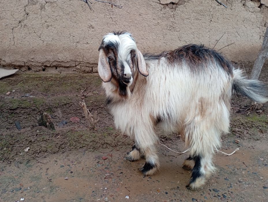 Така 6-7 ойлик бокишга еки кукборига