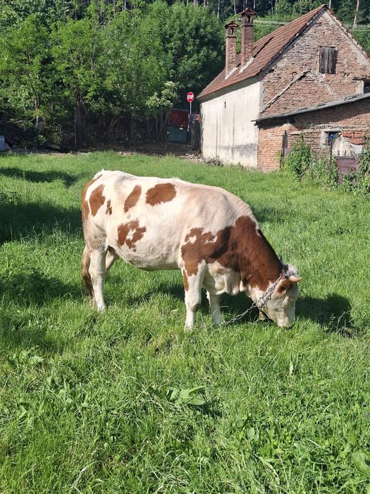 De  vânzare junincă bălțată românească