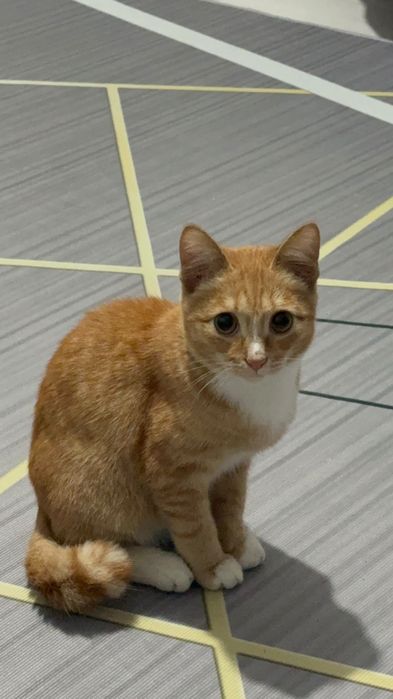 Отдам котенка даром