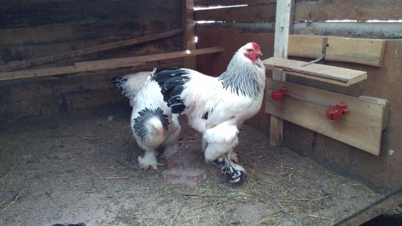 Ouă pentru incubat Australorp, New Hamshire, Brahma, Combatant