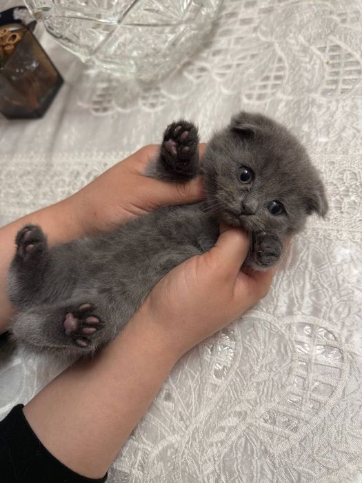 Милыйи котёнки пушистый