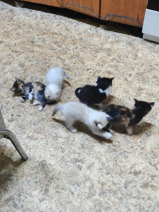 Отдаем котят в добрые руки