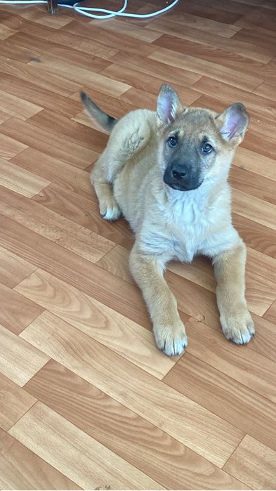 Отдам в добрые руки щенков