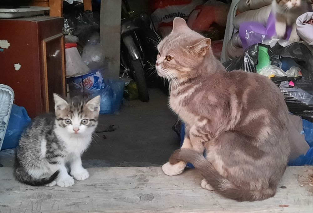 Котята мальчик и девочка
