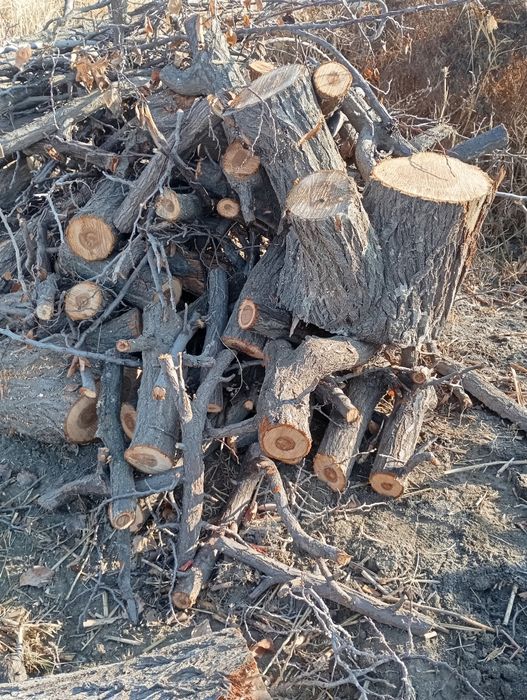 Zaldori oʻtin sotiladi