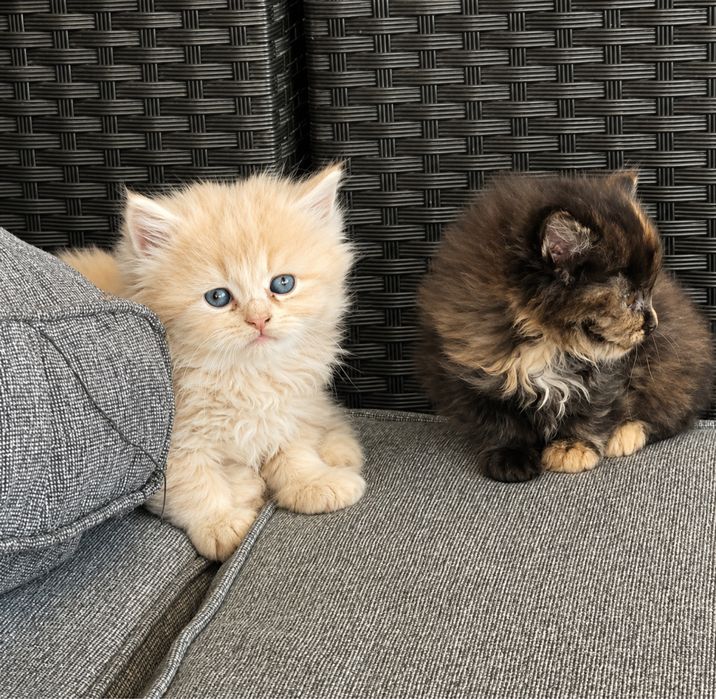 3 котенца си търсят дом