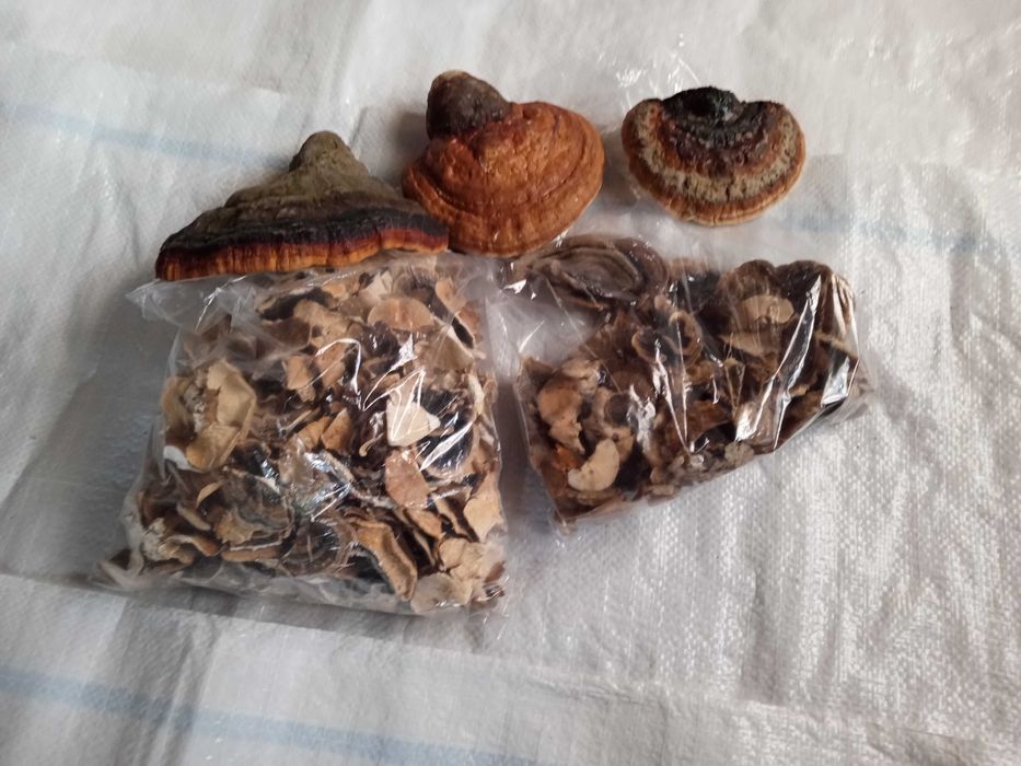 Ciuperci medicinale anti-cancer Polyporus/Daedaleopsis/Trametes