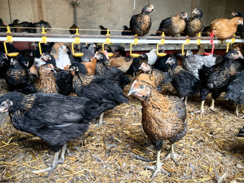 Ярки Супер Харко на 3 месеца Ивански