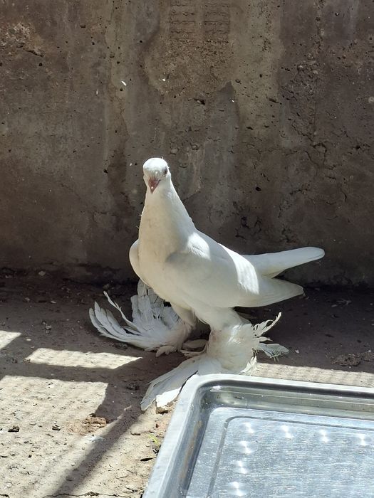 Голуби, молодые белые тасманы