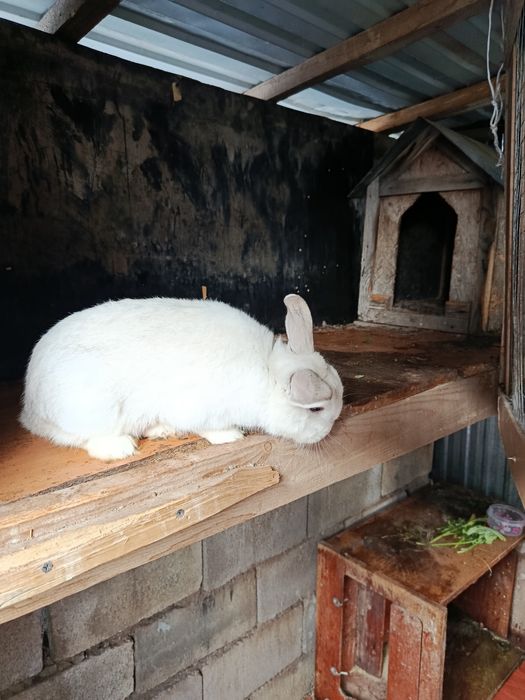 Срочно продам декоративного кролика самец