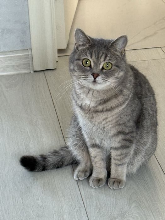 Британские короткошерстные котята