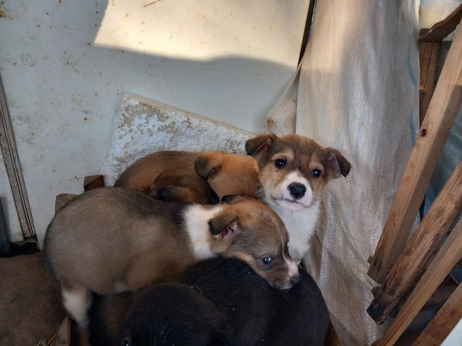 Catei pentru adoptie