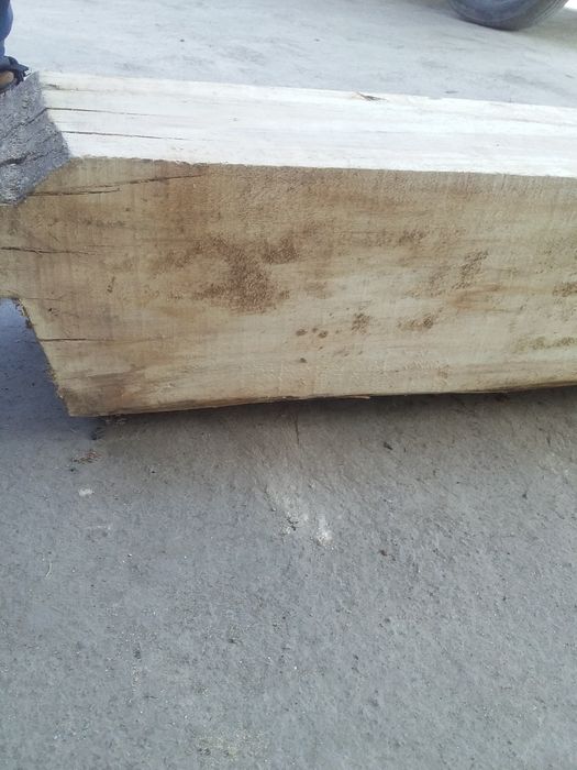 Tosin. BURUS sotiladi srochni