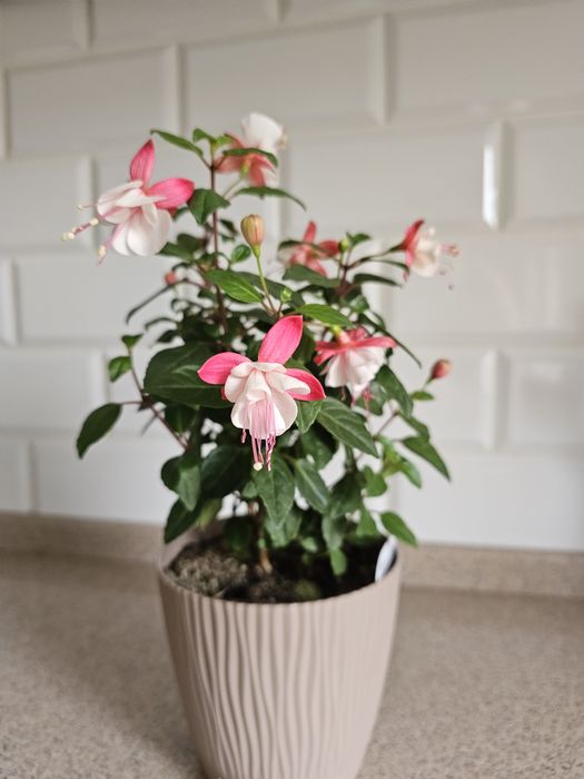 Комнатные цветы Фуксия сортовая