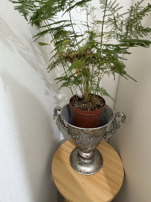 продам аспарагус вместе с кашпо