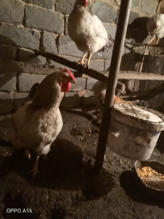 Продам молодых петушков