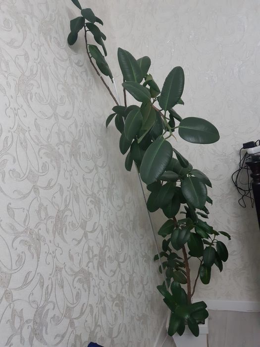 Продам растение Фикус