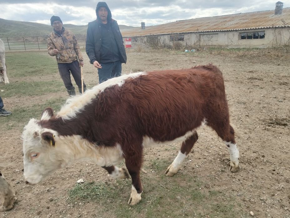 Соғымға подсос сатылады