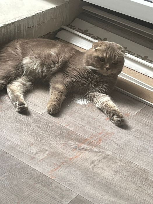Продам Кота Вислоушко.