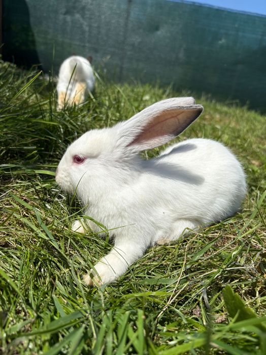 Pui de iepurași Californieni