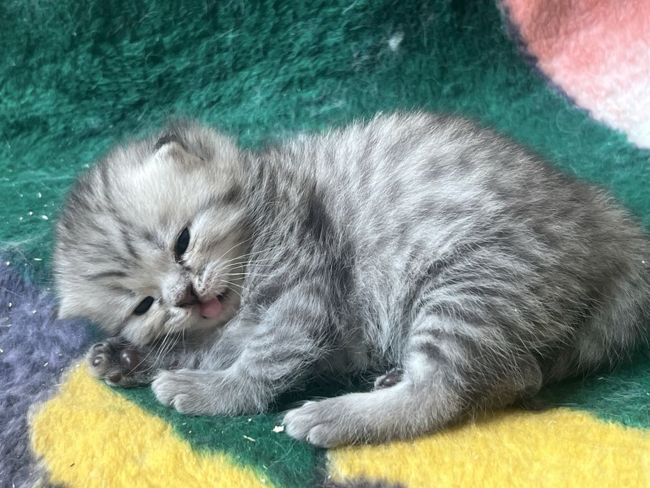 Котята милашки:)