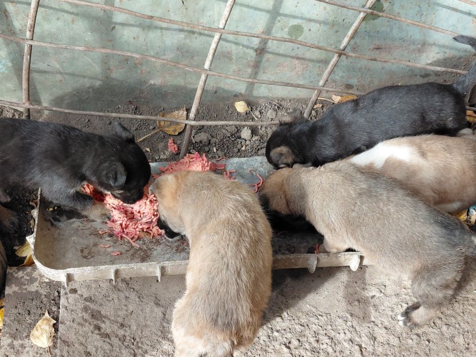 Отдам кутят в добрые руки