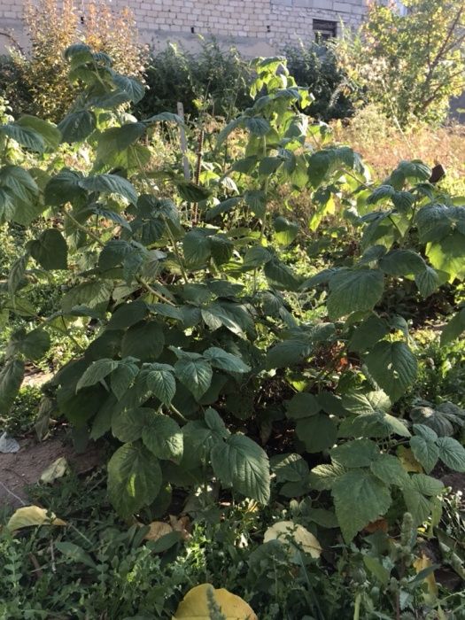 Срочно! Элитные сорта виноград.