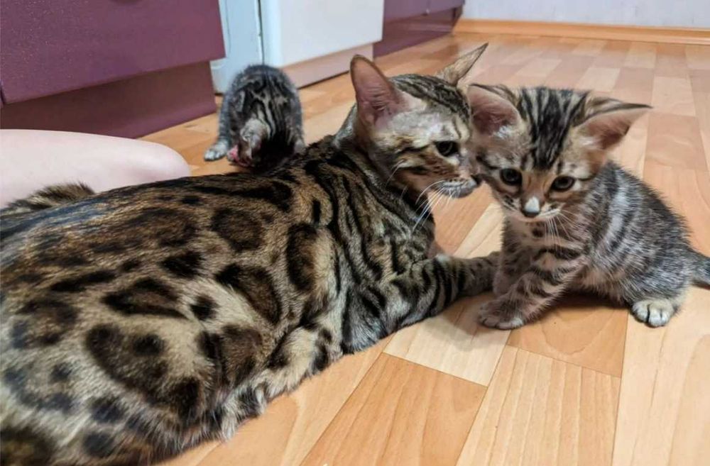Бенгальские чудо котятки
