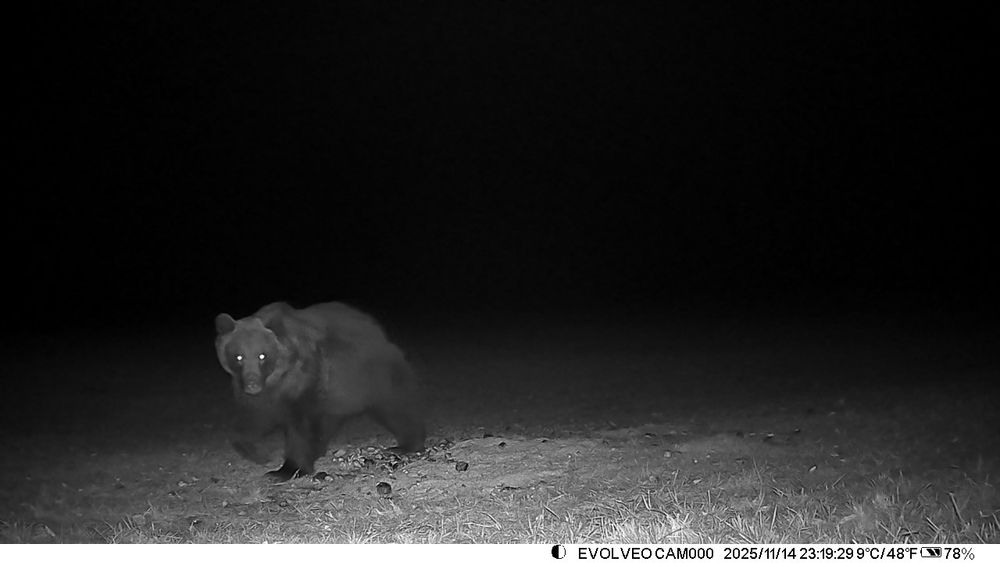 Cameră vânătoare EVOLVEO StrongVision GSM