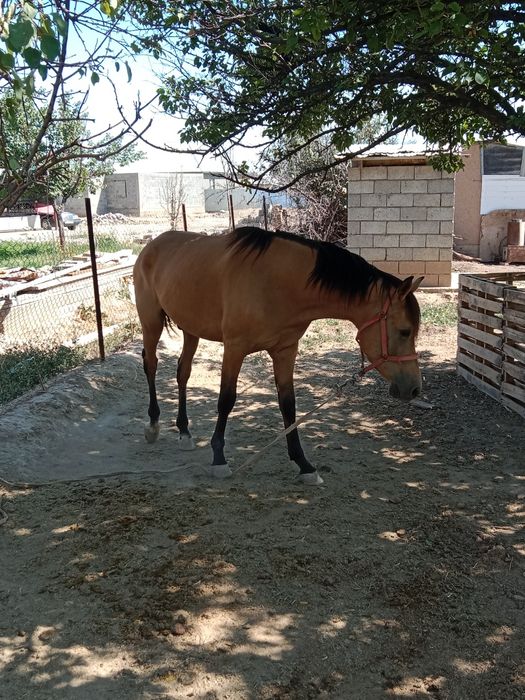 Англо Араб 3 жаста еркек