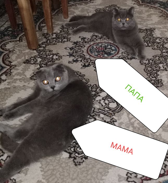 Продается взрослая кошка Фолд