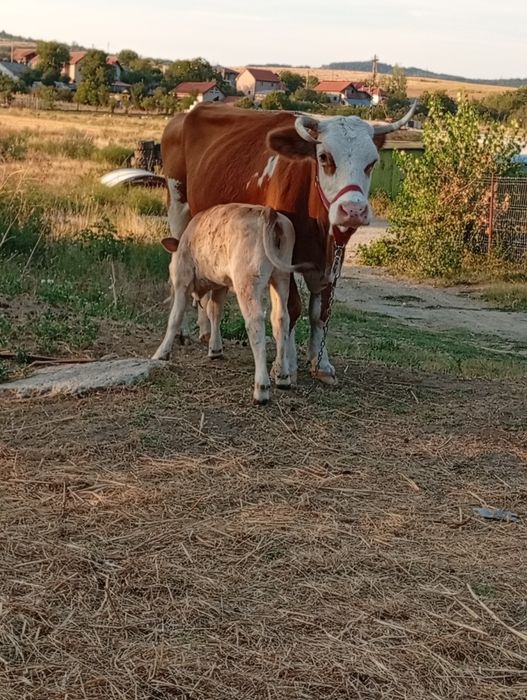 De vânzare 4 vaci și 4 vițele