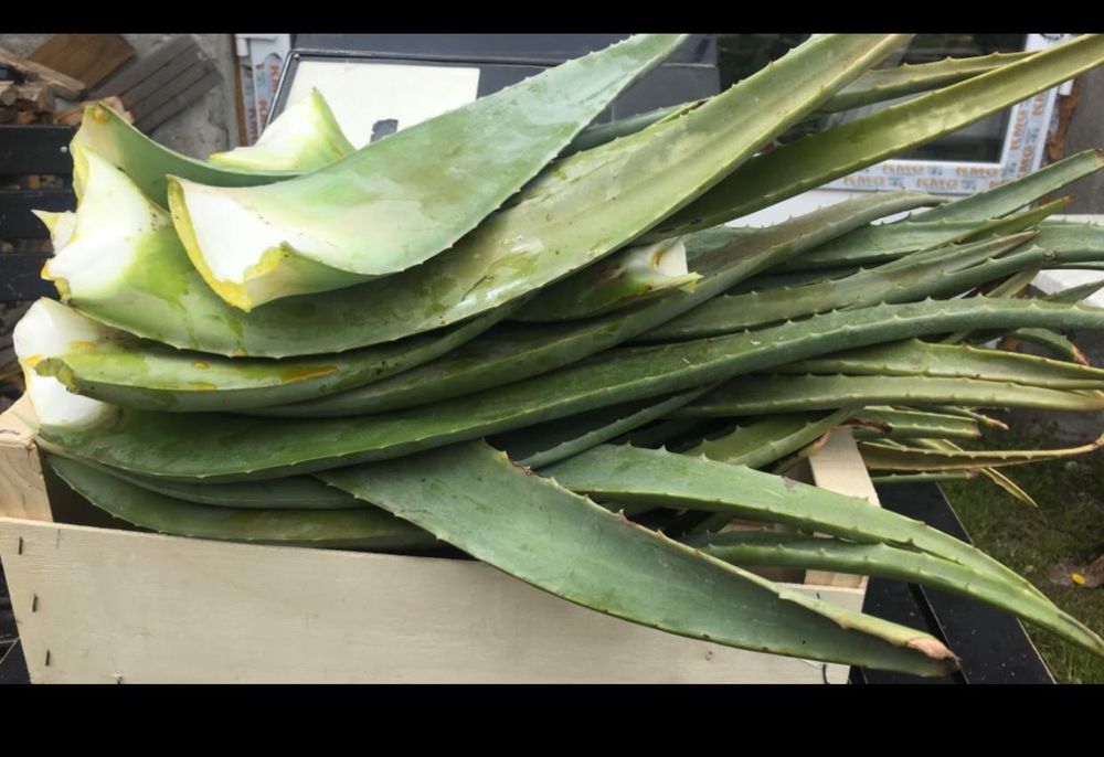Aloe Vera barbadensis frunze